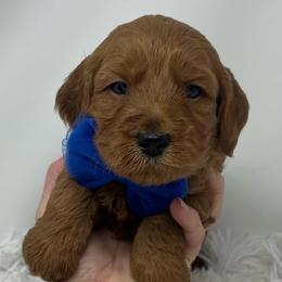 Eden's Blue Male - Apricot male Goldendoodle puppy in Great Falls, Montana from Montana Goldendoodles