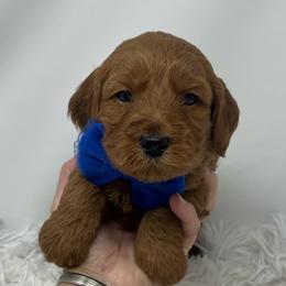 Eden's Blue Male - Apricot male Goldendoodle puppy in Great Falls, Montana from Montana Goldendoodles