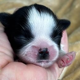 Sally - Black and white female Shih Tzu puppy in Claremont, California from Lovable Shih Tzus