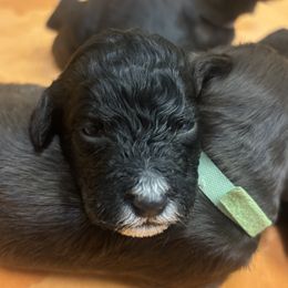 Duncan - Black and white male Bernedoodle puppy in Phoenix, Arizona from Grandview Bernedoodles