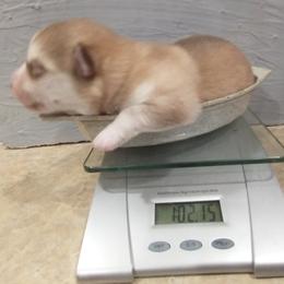 Pomsky Puppies from Promise Land Pomskies