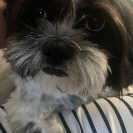 Raven - Black and white female Shih Tzu puppy in Avondale, Arizona from Riley Family Shih Tzus