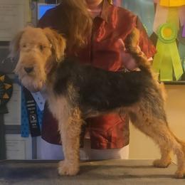 Black-red male - Black and tan male Lakeland Terrier puppy in Virginia from Goldmere Kennel