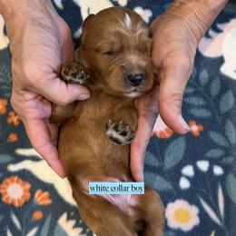 White collar boy - Red  male Goldendoodle puppy in Fairfield, California from Twin Sisters Doodles