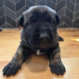 Belle (Dutch brindle female) - Black brindle female Dutch Shepherd puppy in Signal Mountain, Tennessee from Torgun Police Dogs