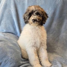 Pebbles - Merle female Sheepadoodle puppy in Heyburn, Idaho from Royal T Acres