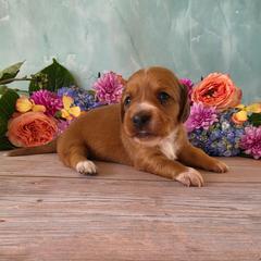 Sammy - Red male Dachshund puppy in Florence, Arizona from Doxie Town Az