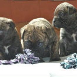 Bullmastiffs from Hamilton's Top Bull Bullmastiffs