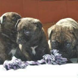 Bullmastiffs from Hamilton's Top Bull Bullmastiffs
