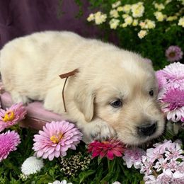 Bud - Light golden male Golden Retriever puppy in Terre Hill, Pennsylvania from Cloverleaf K9 Connections