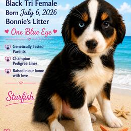 Starfish - Black tri female Miniature Australian Shepherd puppy in Port Saint Lucie, Florida from Charlene Brannon's Mini Australian Shepherds