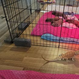 Bullmastiff Puppies from Sunny Beach Bullmastiffs