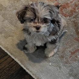 Shihpoo puppies from Route 66 Poodles & Doodles, Sapphire Shih-tzu's of Ohio