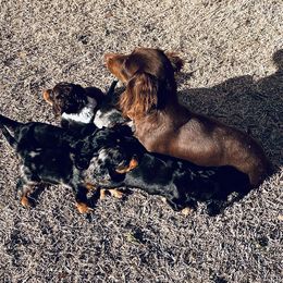 Dachshund Puppies from 4B Dachshunds