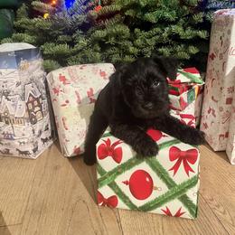 Theodore - Black male Miniature Schnauzer puppy in Prescott, Washington from Winona Schnauzers