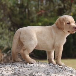 Labrador Retriever Puppies from Trapper Creek Labradors
