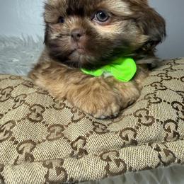 Bentley - Liver male Shih Tzu puppy in Coolidge, Arizona from Shih Tzu’s  ‘N’ Love