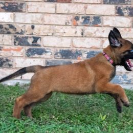 Belgian Malinois and German Shepherd Puppies from Madhouse’s Belgian Malinois and German Shepherds
