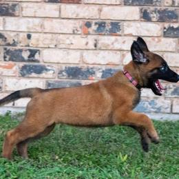 Belgian Malinois and German Shepherd Puppies from Madhouse’s Belgian Malinois and German Shepherds