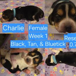 Charlie Blue Female - Black tan and bluetick female Beagle puppy in Bemidji, Minnesota from Nse Farms Beagles