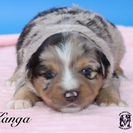 Kanga - Blue merle female Miniature Australian Shepherd puppy in Weeki Wachee, Florida from Arlington's Mini Aussies