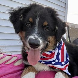 Chestnut - Black Australian Shepherd puppy in Sedalia, Missouri from Strollins Farm