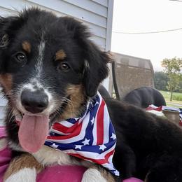 Chestnut - Black Australian Shepherd puppy in Sedalia, Missouri from Strollins Farm