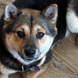Shiba Inu from Mountain Air Shibas