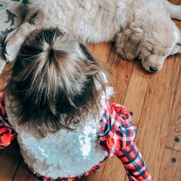 Goldendoodle and Golden Retriever Puppies from Sweet Magnolia Doodles