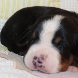 Beauceron, Greater Swiss Mountain Dog, and Nederlandse Kooikerhondje Puppies from Blackamber Swissies Beaucerons Ambermoon Kooikerhondje