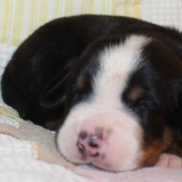 Beauceron, Greater Swiss Mountain Dog, and Nederlandse Kooikerhondje Puppies from Blackamber Swissies Beaucerons Ambermoon Kooikerhondje