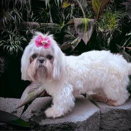 Isabel - Shih Tzu