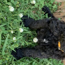 Titus - Poodle puppy in Morrison, Tennessee from Country Road Homestead