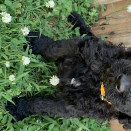 Titus - Poodle puppy in Morrison, Tennessee from Country Road Homestead