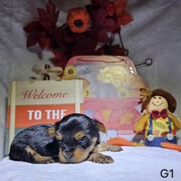 Yorkshire Terrier puppies from Blueberry Hill Yorkies