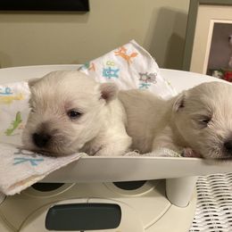 West Highland White Terrier Puppies from Cascading Westies