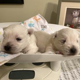 West Highland White Terrier Puppies from Cascading Westies