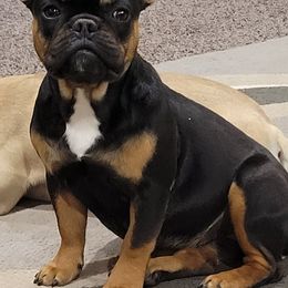 French Bulldogs, Miniature Schnauzers, and Rottweilers from Mystique Kennel