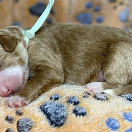 Teal - Red male Bernedoodle puppy in Yuciapa, California from AlltheDoodlez_