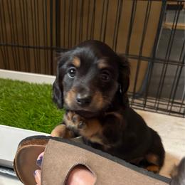 George - Black and tan male Dachshund puppy in Meridian, Idaho from Schön Duchshund