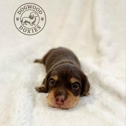 Bear - Chocolate and cream male Dachshund puppy in Monroe, North Carolina from Dogwood Doxies