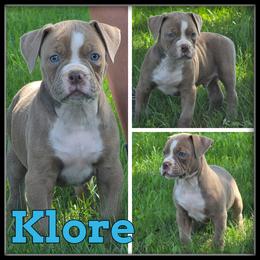 Klore - Fawn and white male Olde English Bulldogge puppy in Merrill, Michigan from Haase Family Kennels