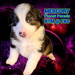 Australian Shepherd Puppies from Firelight Australian Shepherds