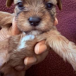 Boy 2 - Black gold and white male Shorkie puppy in Florida from Shih tzus and Shorkies Galore