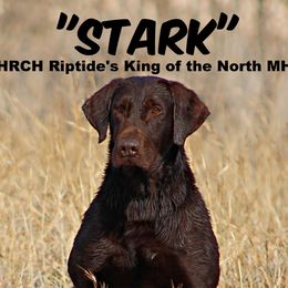 Stark - Labrador Retriever
