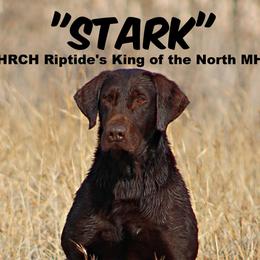Stark - Labrador Retriever