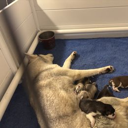 Girl 2 - Gray and white female Siberian Husky puppy in Springfield, Virginia from Brushfire Siberians
