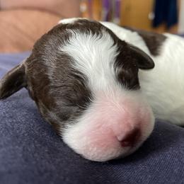 Viviana / Viv - White Lagotto Romagnolo puppy in Fairfield, Iowa from Adagio Lagotto