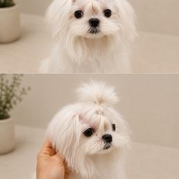 Tiny Baby 13 000 - White female Maltese puppy in Miami, Florida from Natalias Tiny Puppies