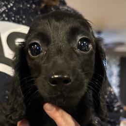 Ebony - Black female Dachshund puppy in Hudson, Michigan from Mittentail Kennel Miniature Dachshunds & Australian Shepherds
